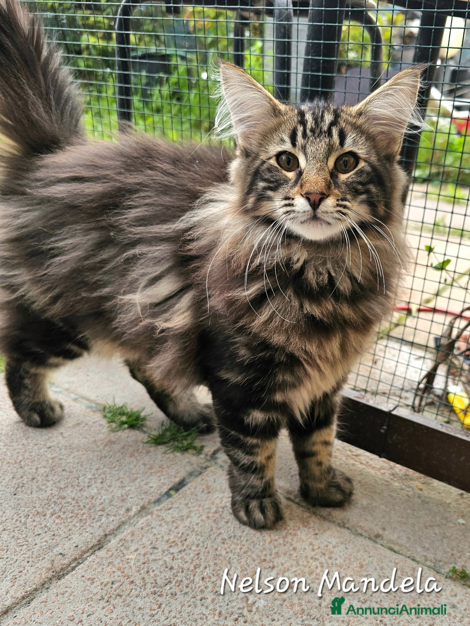 Norvegese gatti Cuccioli di Norvegese delle Foreste - Annuncio 2