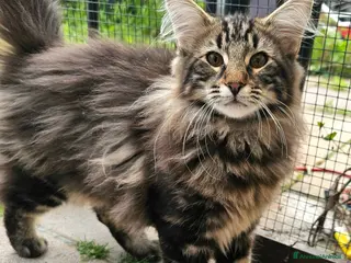 Norvegese gatti Cuccioli di Norvegese delle Foreste - Annuncio 2