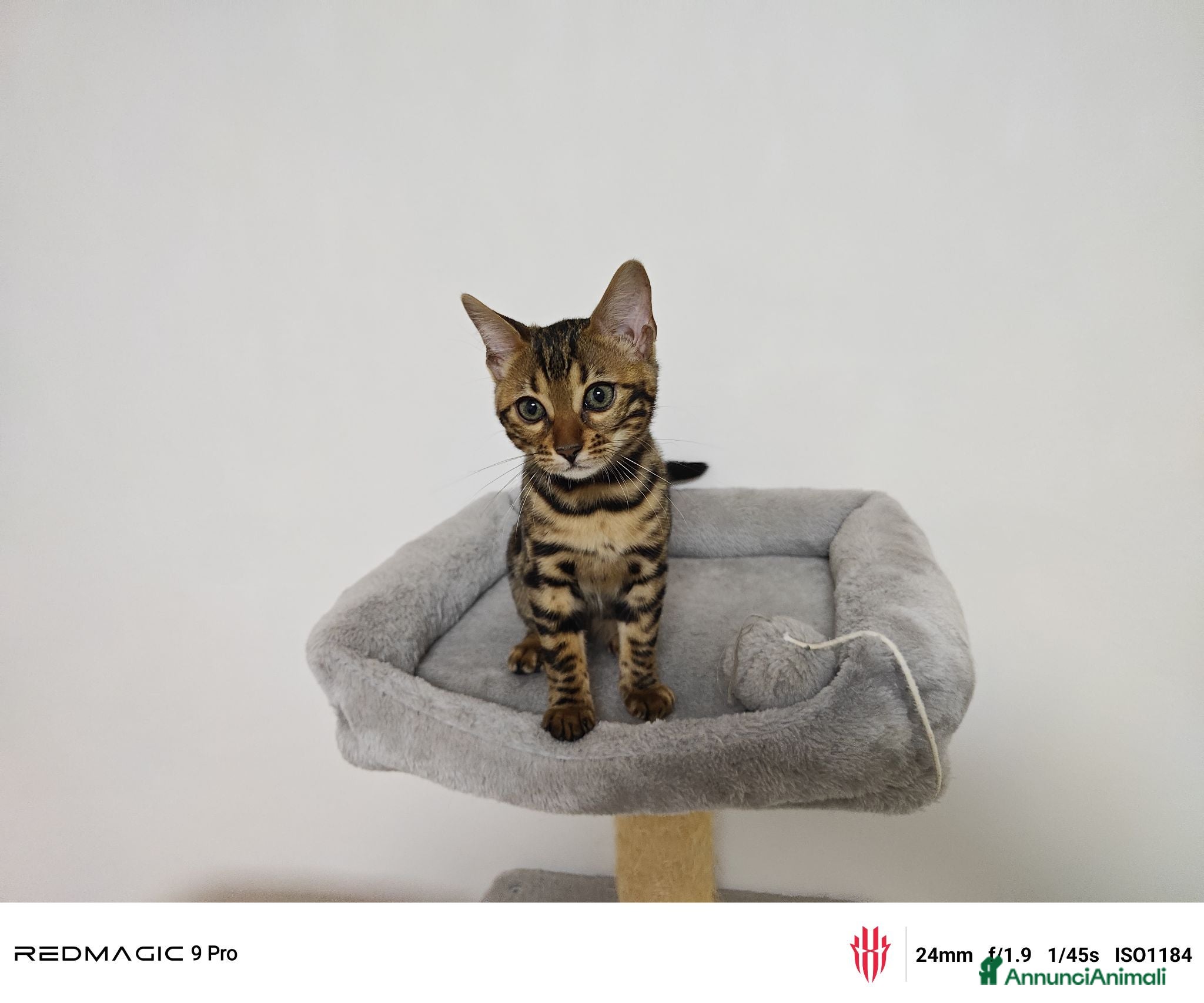 Bengala gatti Bengala  - Annuncio 2