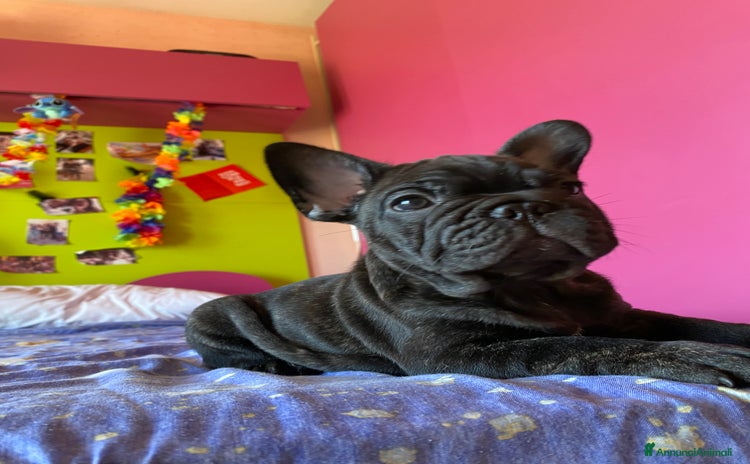 Bulldog Francese cani a Libero consorzio comunale di Agrigento - Annuncio 17