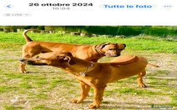 Rhodesian Ridgeback cani in vendita: Cuccioli pronti ad essere accolti  - Immagine 11