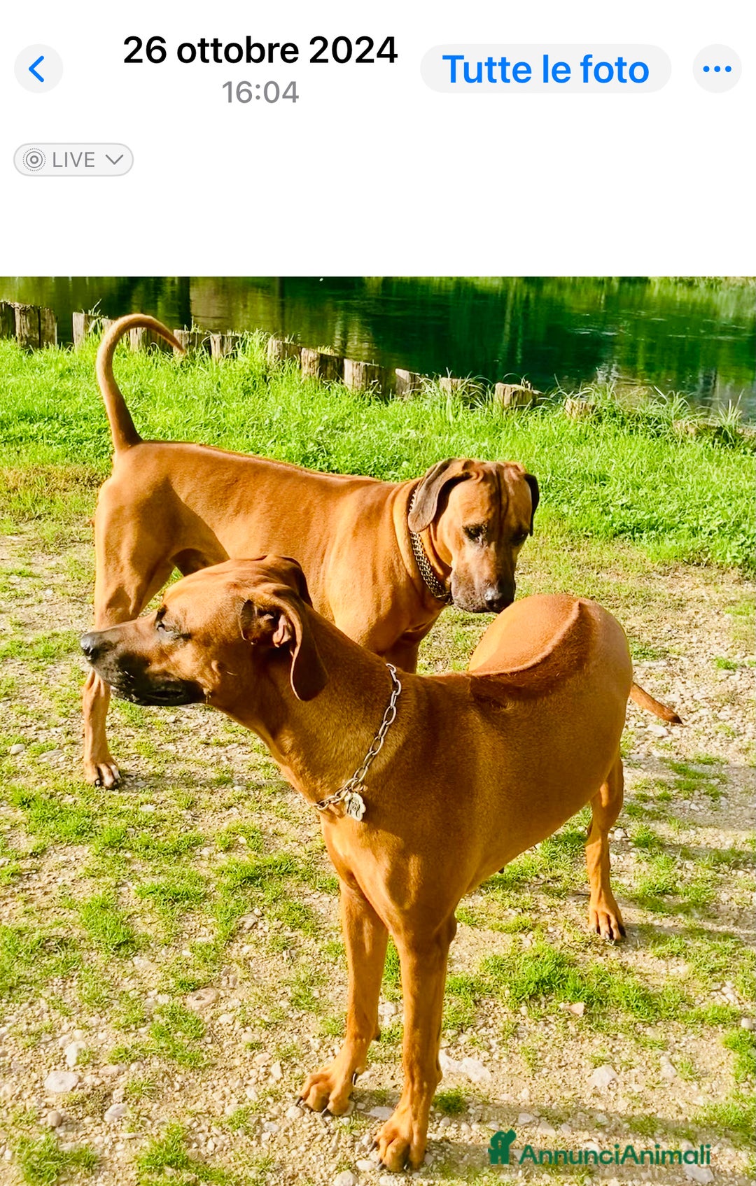 Rhodesian Ridgeback cani in vendita: Cuccioli pronti ad essere accolti  - Immagine 11