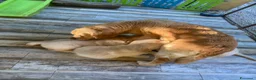 Golden Retriever cani in vendita: Cuccioli di Golden Retriever  - Annuncio 3