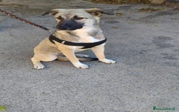 Altre razze cani in regalo: lolA E DIVA - Immagine 5