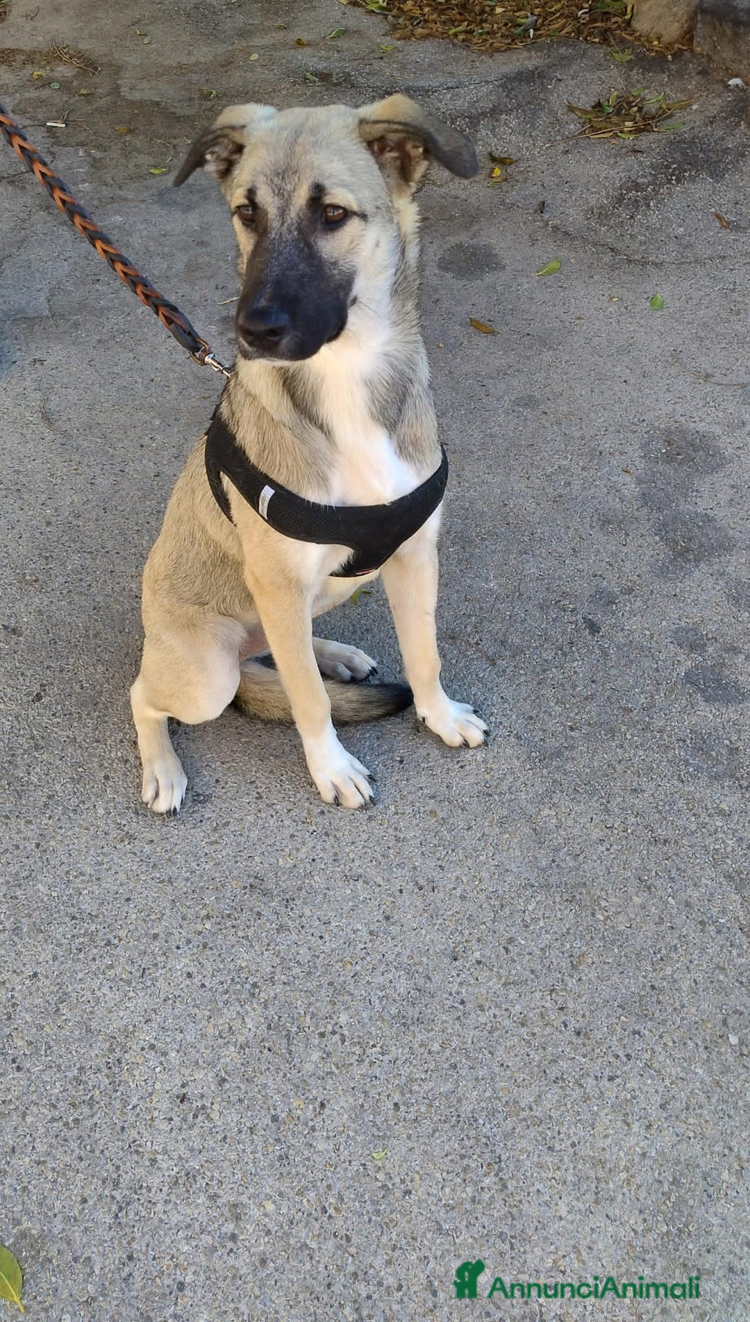 Altre razze cani in regalo: lolA E DIVA - Immagine 5