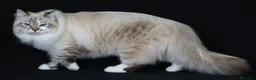 Siberiano gatti in vendita: Gatto siberiano neva-masquerade ipoallergenico - Annuncio 4