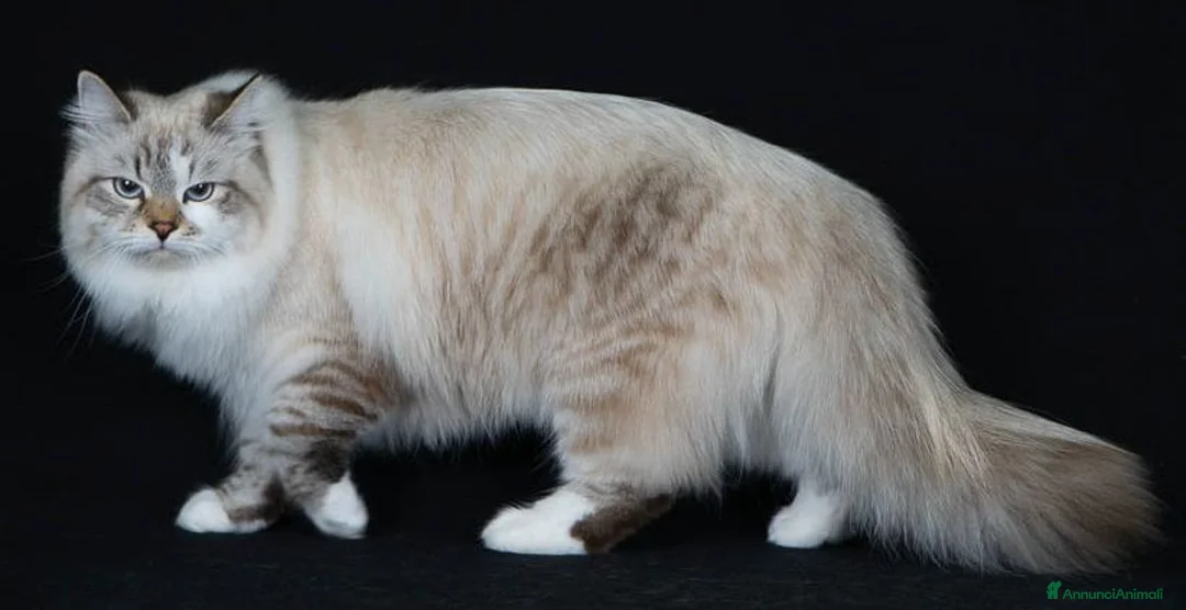 Siberiano gatti in vendita: Gatto siberiano neva-masquerade ipoallergenico - Annuncio 4
