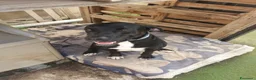 Meticcio cani in regalo: BENNY 💙 il cane che non ha smesso di aspettare a Provincia di Modena - Annuncio 5