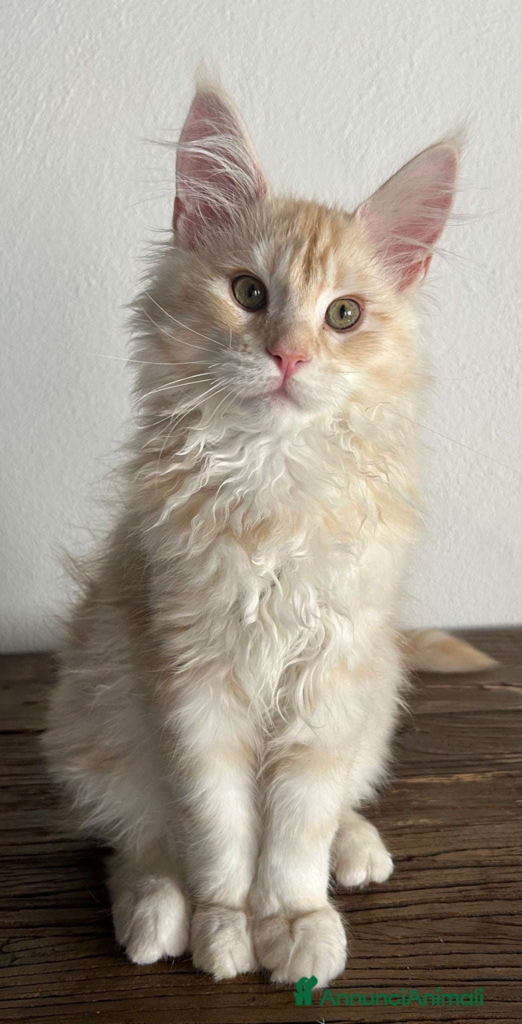 Maine Coon gatti Maine Coon  - Annuncio 8