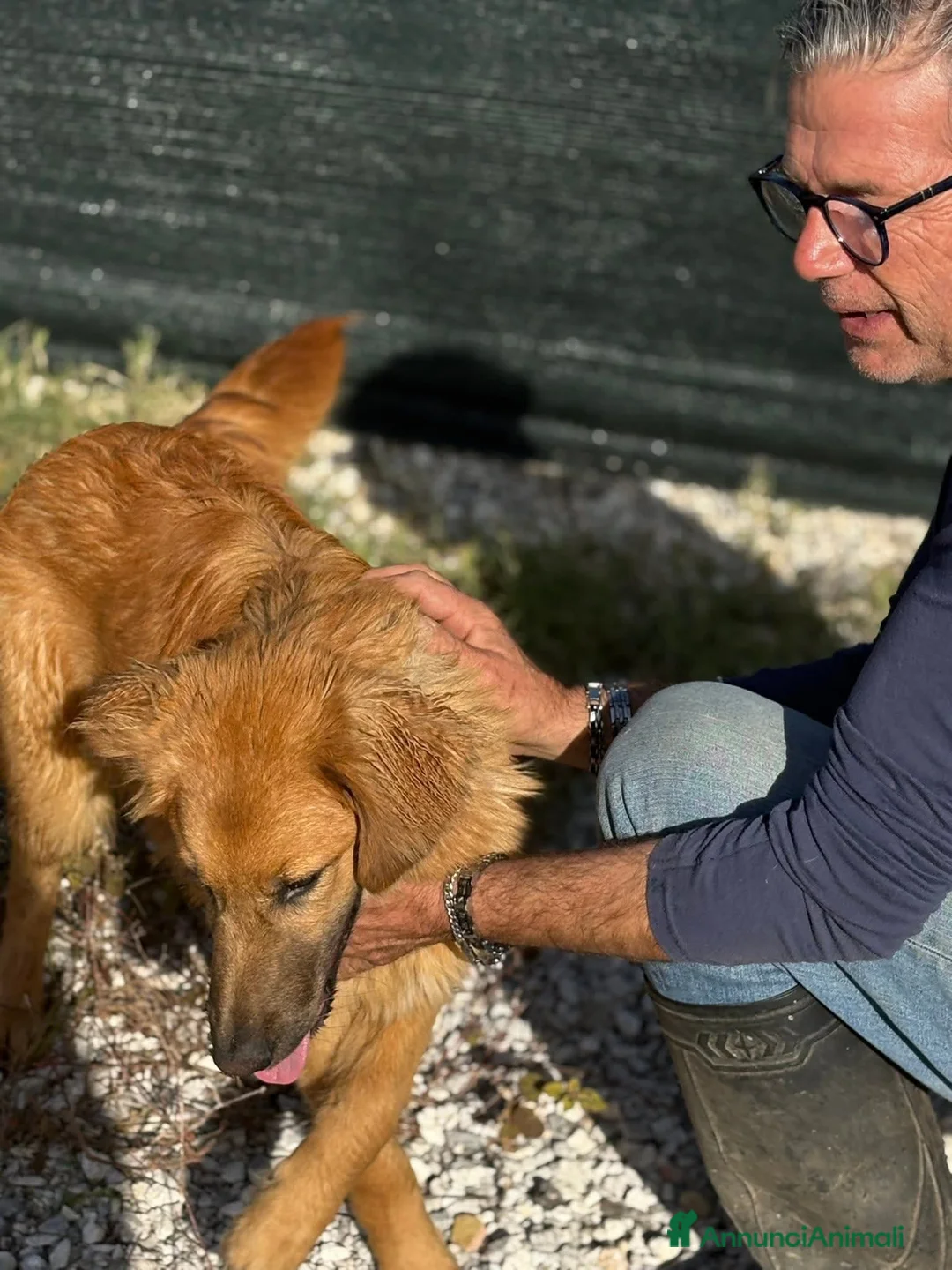 Meticcio cani in regalo: NINA, cucciola di 5 mesi - Annuncio 6