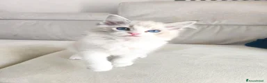 Ragdoll 2