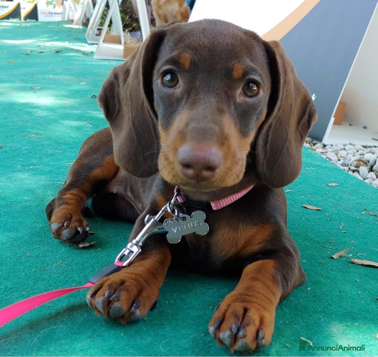 Bassotto cani CUCCIOLI DI BASSOTTO NANO  - Annuncio 3