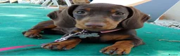 Bassotto cani in vendita: CUCCIOLI DI BASSOTTO NANO  - Annuncio 1
