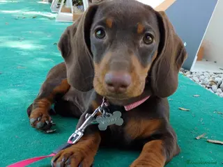 Bassotto cani CUCCIOLI DI BASSOTTO NANO - Annuncio 1