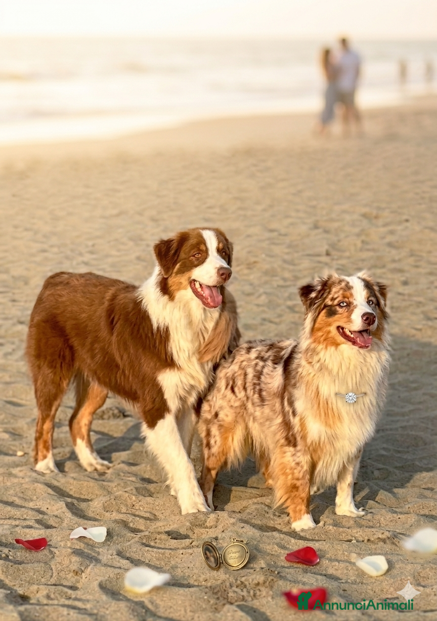 Australian Shepherd cani Pastore australiano Australian Shepherd MASCHIO  - Annuncio 1