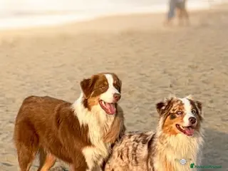 Australian Shepherd cani Pastore australiano Australian Shepherd MASCHIO - Annuncio 1