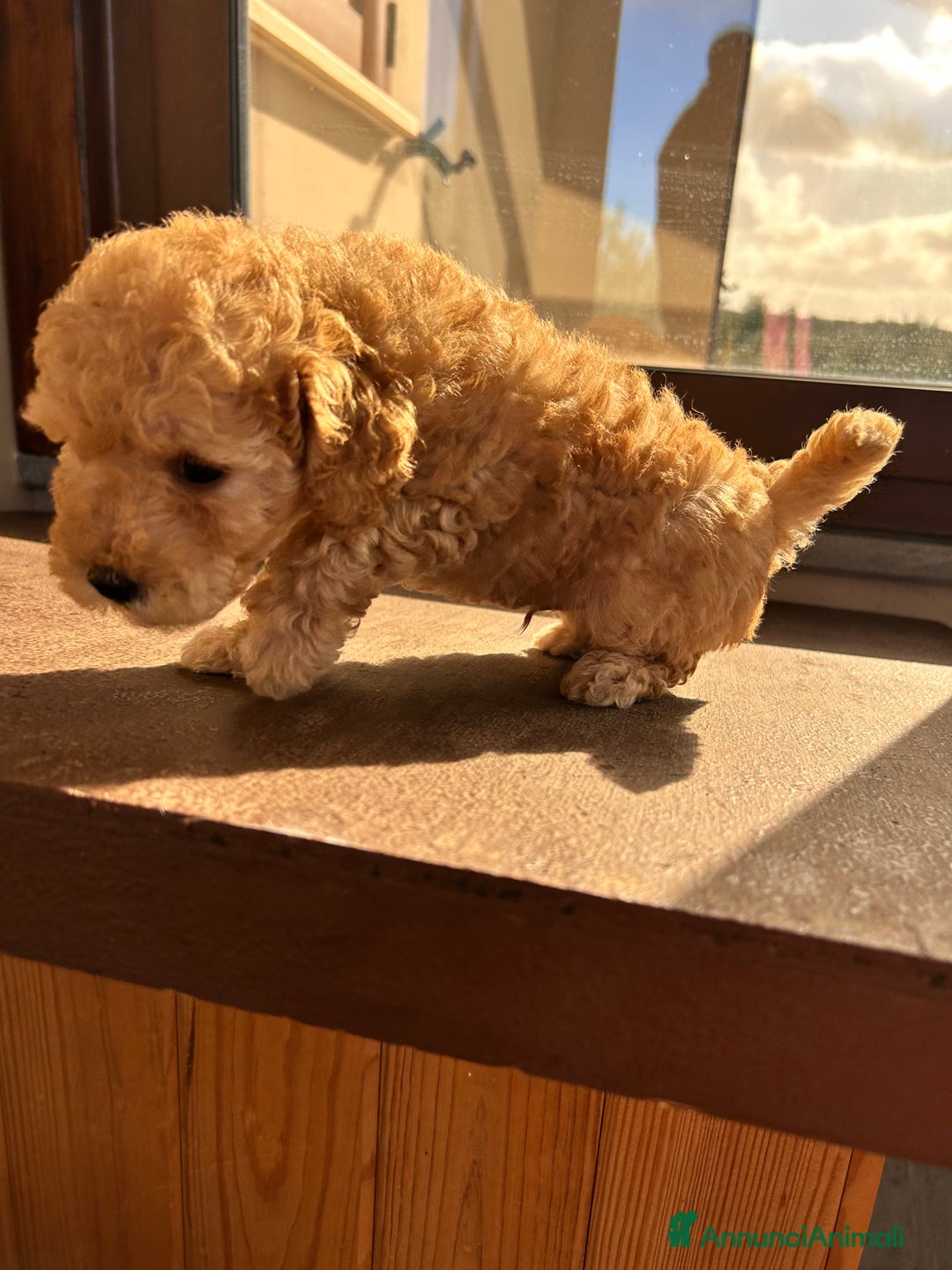 Barboncino Toy cani in vendita: Barboncino Toy  - Annuncio 2