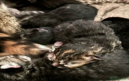Altre razze gatti in vendita: 7 allegri batuffoli in cerca di casa a Province of Brescia - Immagine 7