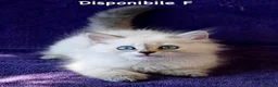Siberiano gatti in vendita: Cuccioli ipoallergenici di gatto siberiano a Provincia di Pisa - Annuncio 7