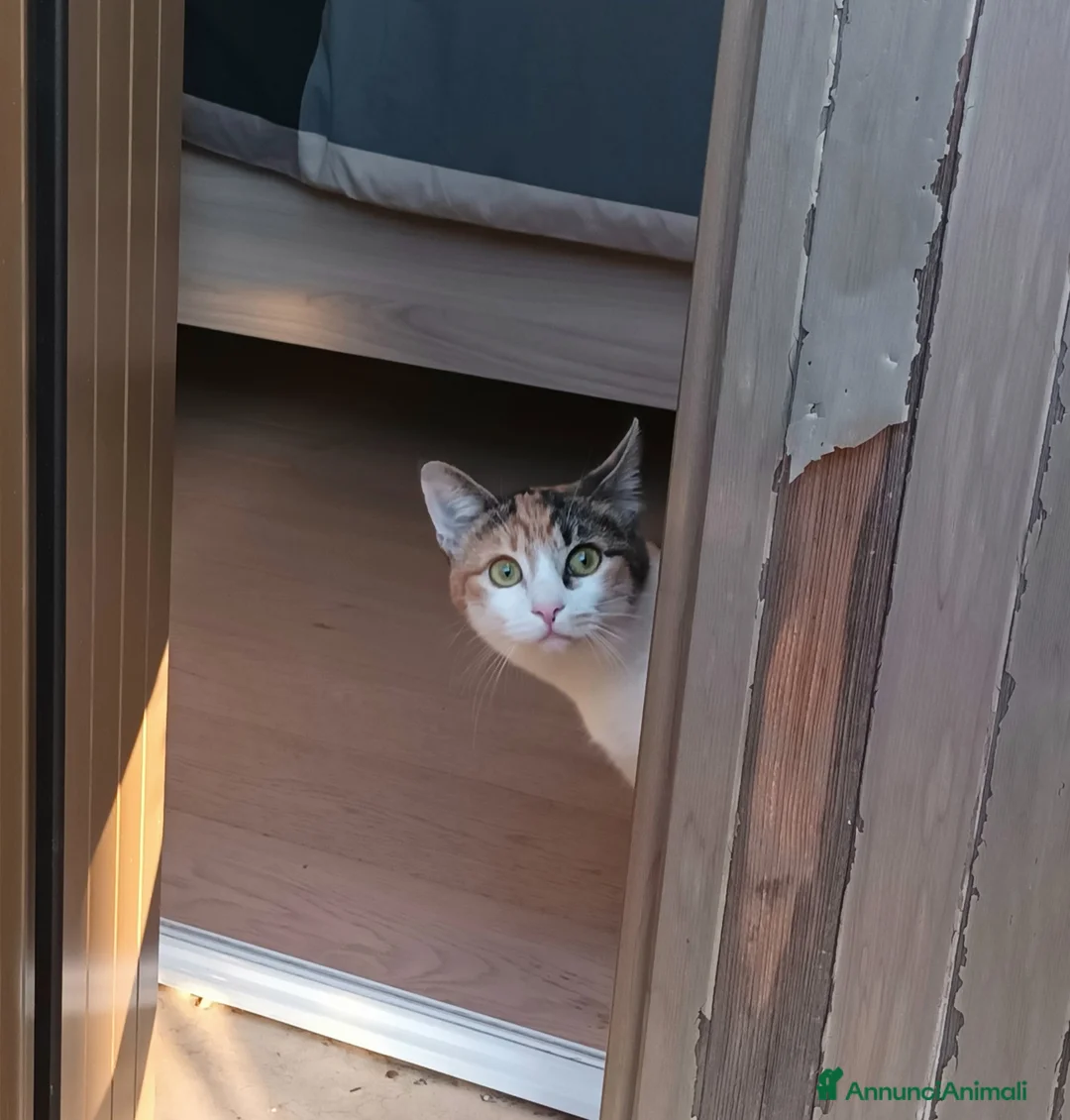 Europeo gatti in regalo: GATTA CALICO - Annuncio 4