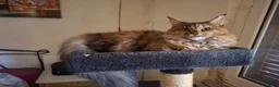 Maine Coon gatti in vendita: Bellissimi getting Mane coon 12 mesi disposable. - Annuncio 5