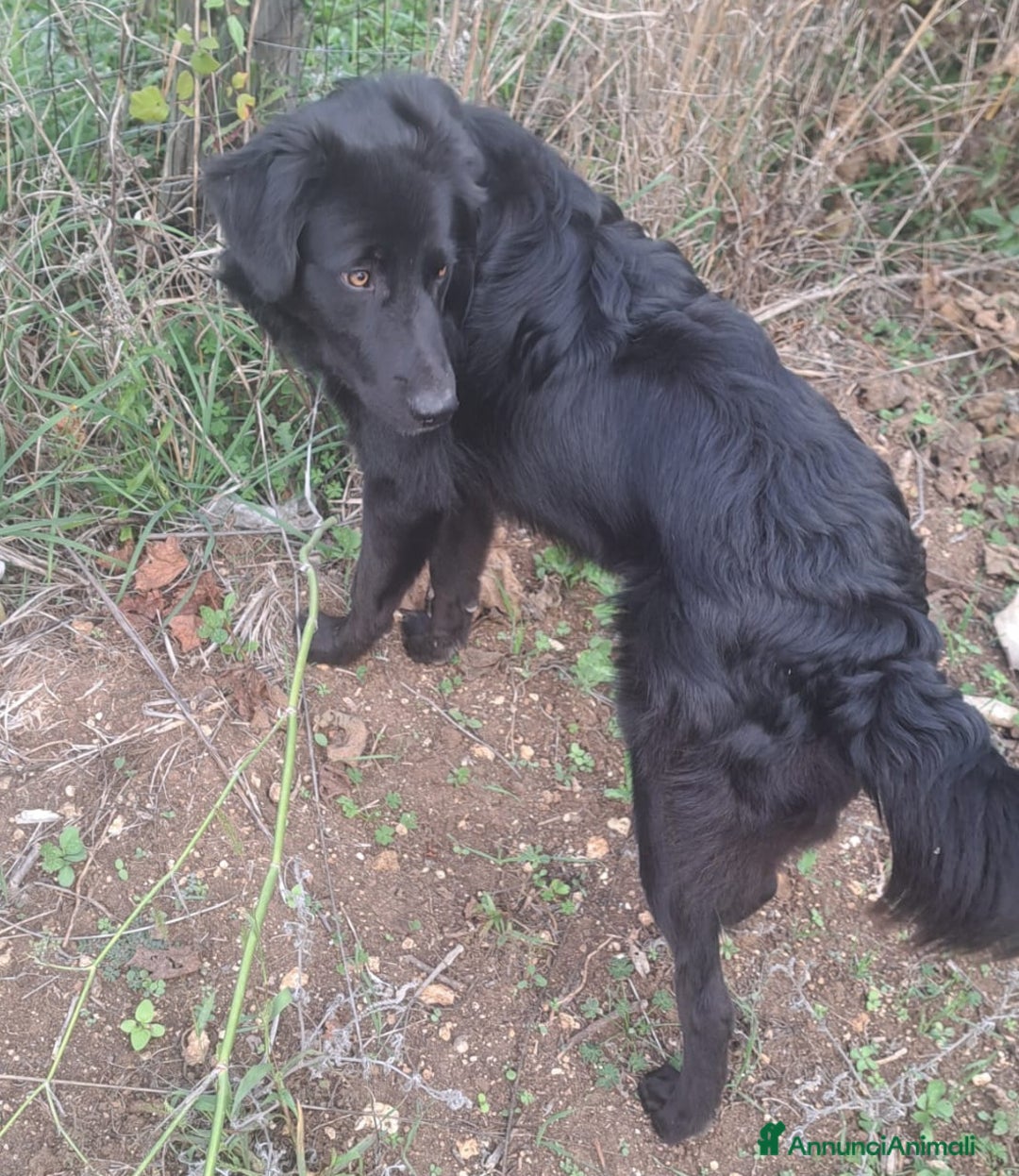 Meticcio cani in regalo: BLACKY MIX BORDER COLLIE  - Annuncio 3
