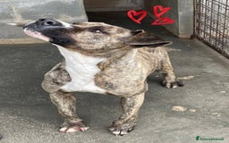 Pitbull cani in regalo: AXEL MIX PITBULL STA SOFFRENDO IN BOX…  - Immagine 2