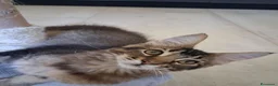Maine Coon gatti in vendita: Maine Coon con Pedigree - Annuncio 5
