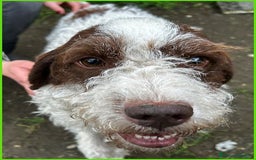 Lagotto cani in regalo: FORLI' giovane con brutta patologia cerca casa a Città Metropolitana di Torino - Immagine 4