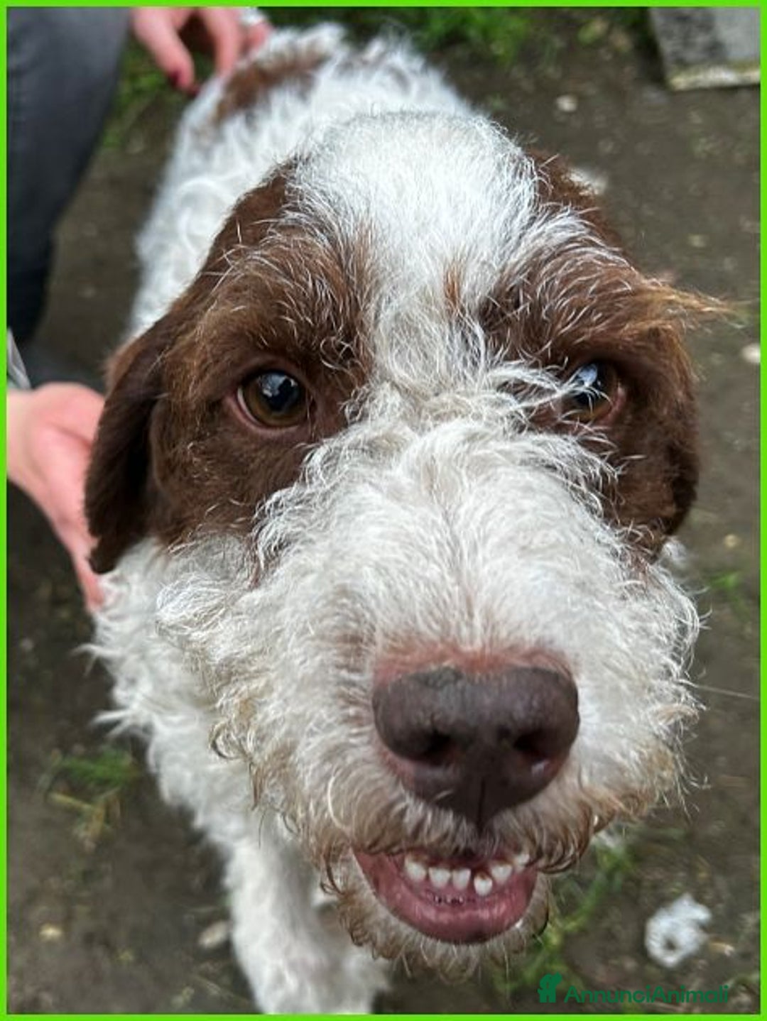 Lagotto cani in regalo: FORLI' giovane con brutta patologia cerca casa a Città Metropolitana di Torino - Immagine 4