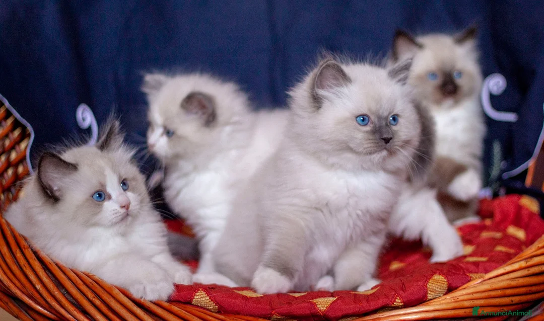 Immagine della galleria {{count}}