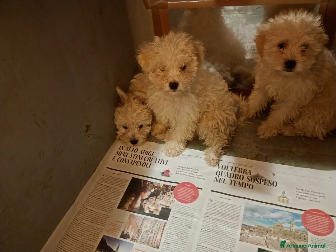 Maltipoo cani in vendita: Splendida cucciolata Maltipoo color crema - Annuncio 2