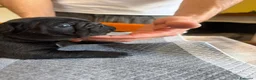 Bulldog Francese cani in vendita: bulldog francese bull dog animali - Annuncio 7