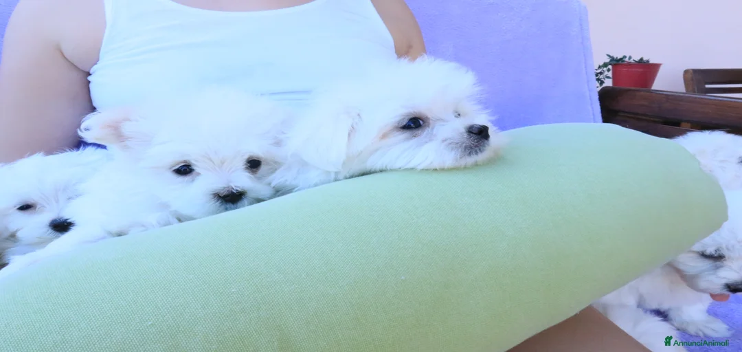 Immagine della galleria {{count}}