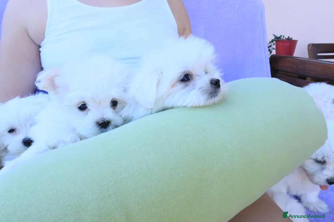 Immagine della galleria {{count}}