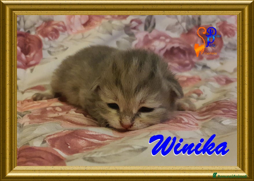 Siberiano gatti cuccioli gattini siberiani ipoallergenici - Annuncio 2