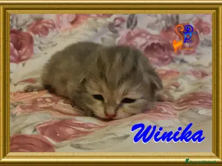 Siberiano gatti cuccioli gattini siberiani ipoallergenici - Annuncio 2