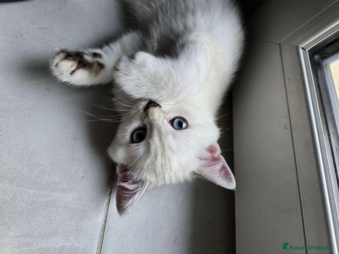 Scottish gatti in vendita: Dolcissimo scottish fold e straight  a Provincia di Brescia - Immagine 21