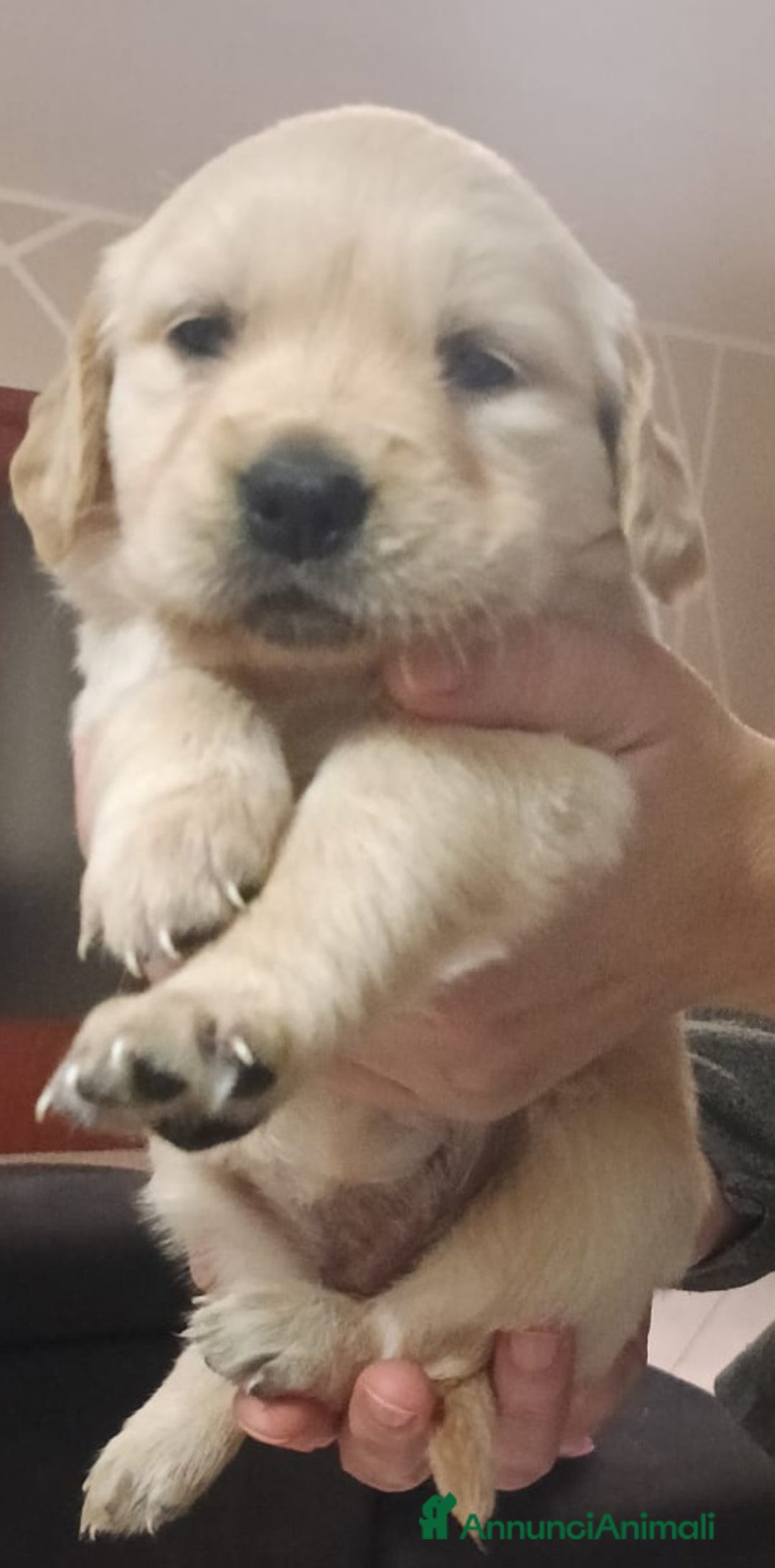 Golden Retriever cani in vendita: Cucciole Golden Retriever  - Annuncio 4
