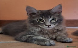 Maine Coon gatti in vendita: maine coon a Provincia di Vicenza - Immagine 5