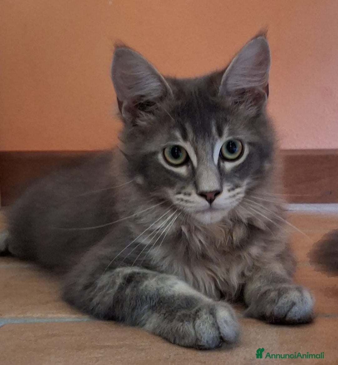 Maine Coon gatti in vendita: maine coon a Provincia di Vicenza - Immagine 5