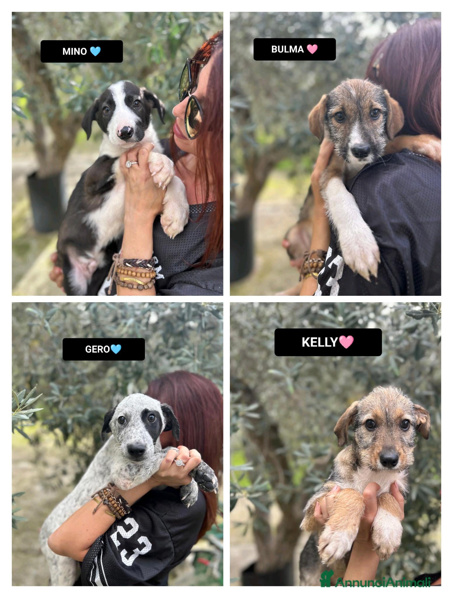 Altre razze cani BULMA GERO KELLY MINO - Annuncio 10