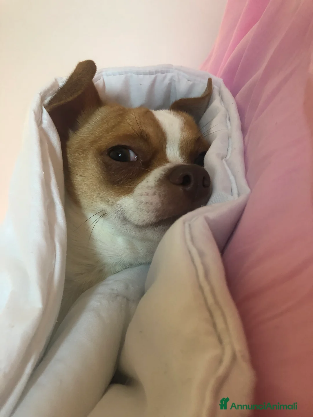 Chihuahua cani in vendita: Chihuahua  - Annuncio 3