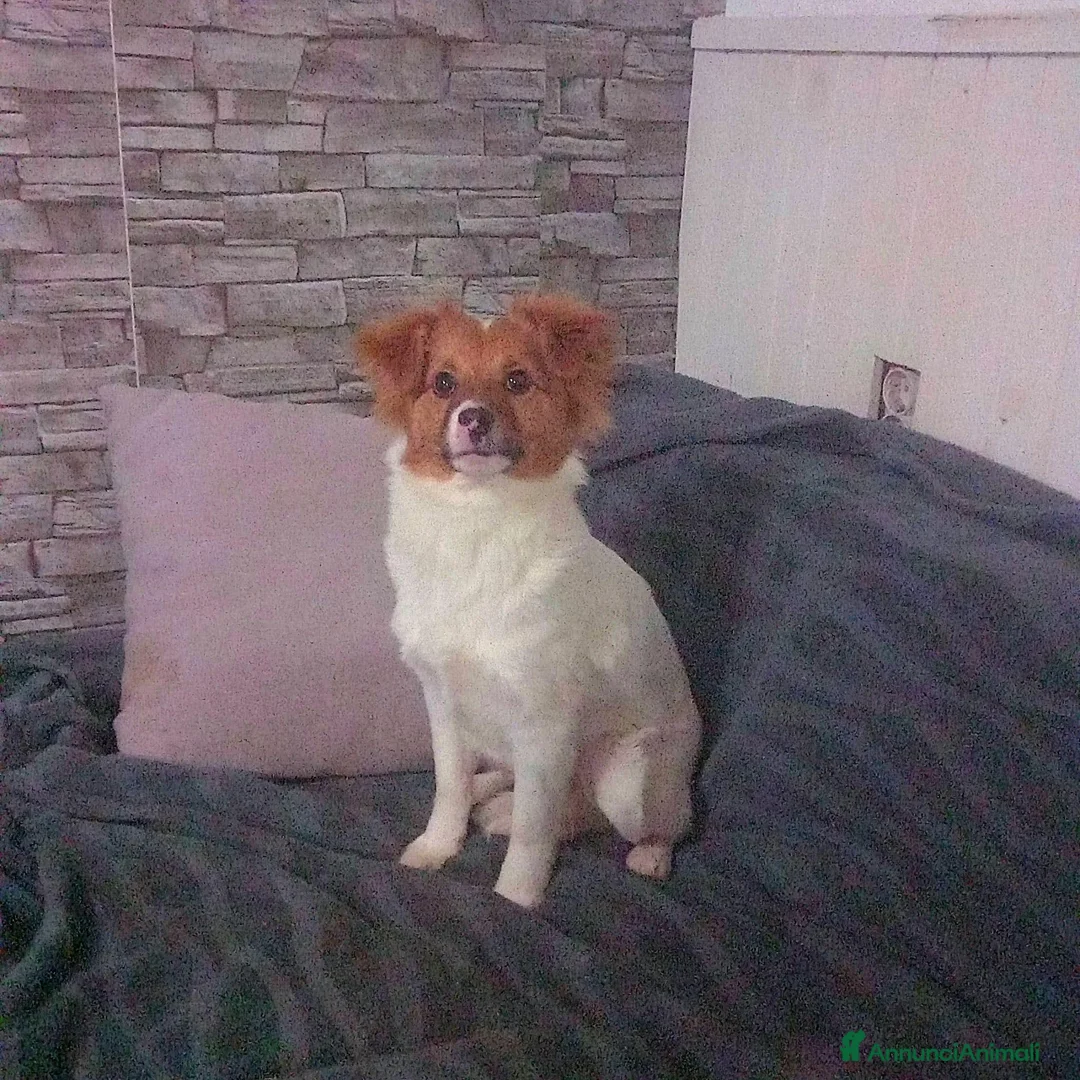 Meticcio cani in regalo: VIVIAN, cucciola sfortunata cerca amore! - Annuncio 2