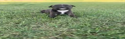 Staffordshire cani in vendita: Stupendi Staffy - Annuncio 13