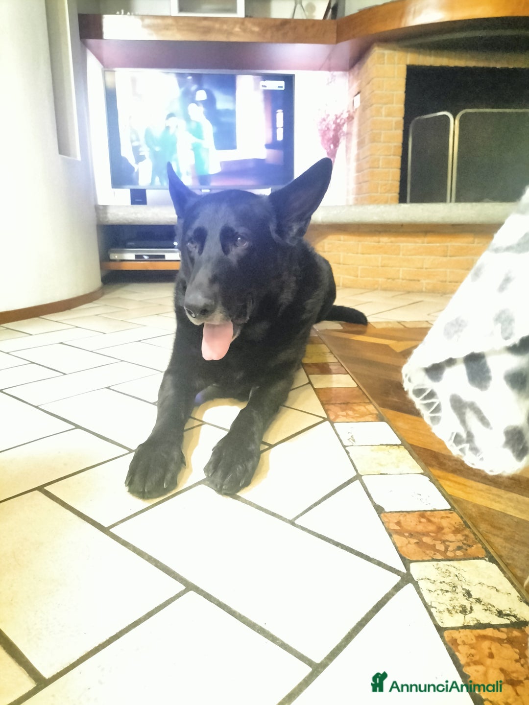 Pastore Tedesco cani in regalo: DIAGO CERCA CASA a Provincia di Lecco - Immagine 8