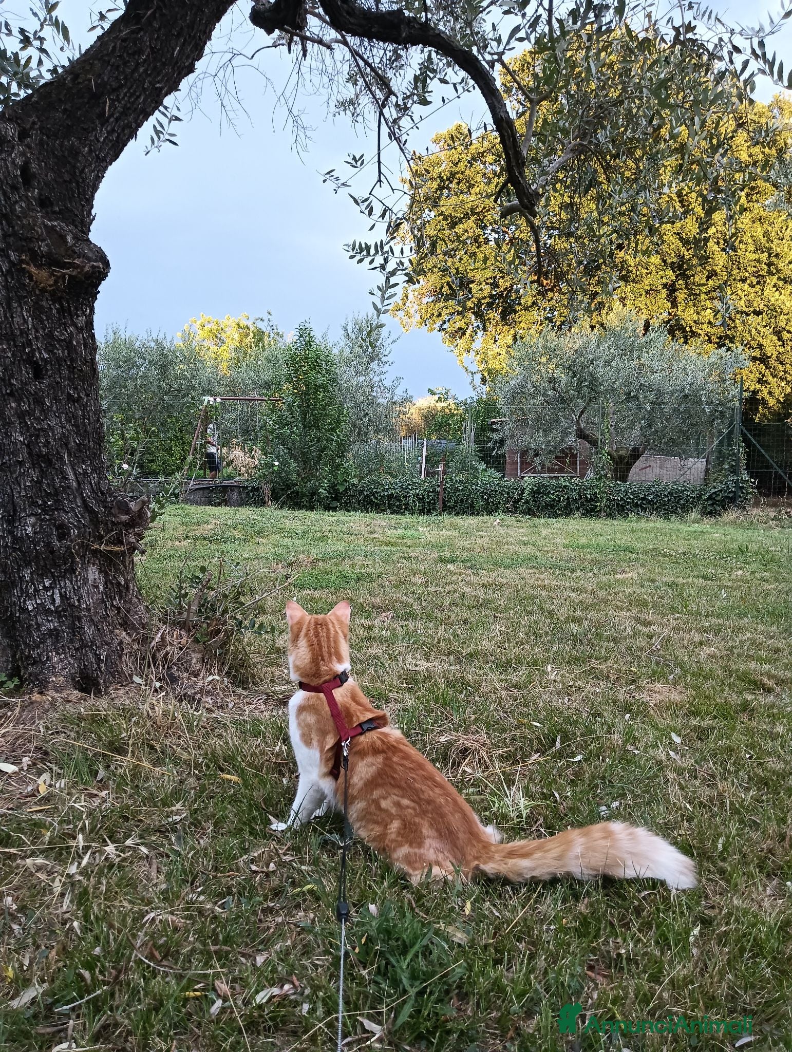 Europeo gatti Cerco compagna per il mio Fiocco - Annuncio 2