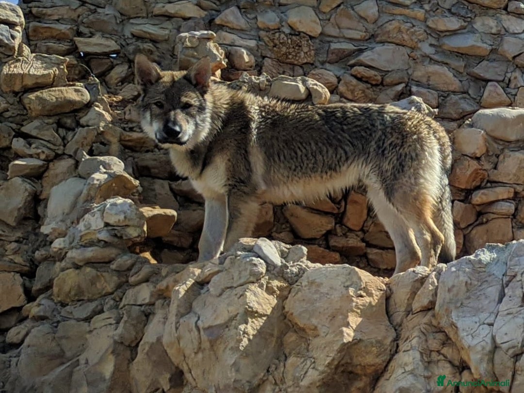 Lupo Cecoslovacco cani per accoppiamento: STALLONE - Annuncio 7
