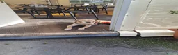 Meticcio cani per accoppiamento: Rusty al galoppo! a Città metropolitana di Reggio Calabria - Annuncio 6