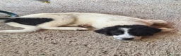 Meticcio cani in vendita: 🐶Cucciola femmina Pastore Maremmano e dei Pirenei - Annuncio 7